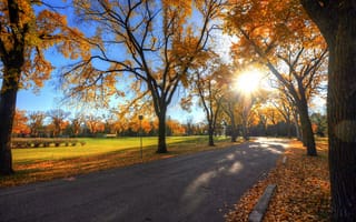 Картинка деревья, парк, дорога, пейзаж, осень