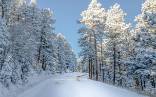 Картинка деревья, дорога, пейзаж, Зима