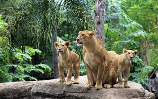 Картинка лев, львята, львица, семья, кошки
