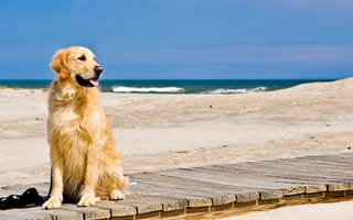 Картинка море, пляж, собака