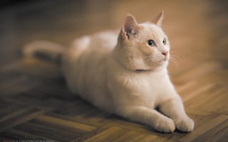 Картинка кот, лежит, морда, отдых, белая, кошка