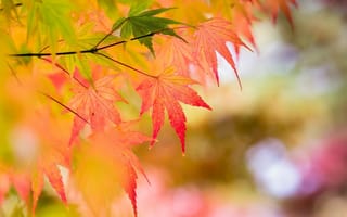 Картинка осень, ветка, листья, макро