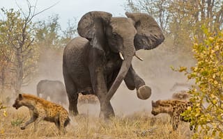 Картинка африка, разгон, гиены, слоны, botswana