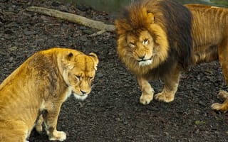 Картинка животные, хишники, львы, злость, львица, пруд, лев