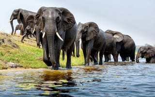 Картинка река, брод, слоны, животные