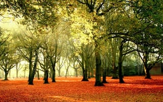 Картинка природа, пейзаж, осень, деревья
