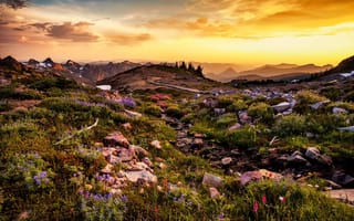 Картинка закат, washington, горы, цветы, пейзаж, камни