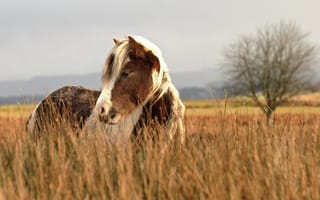 Картинка лошадь, трава, пастбище, поле, осень, морда, конь