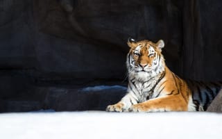 Картинка снег, дикая кошка, хищник, тигр, отдых, Зима