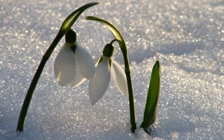 Картинка цветы, Весна, пара, снег, подснежники, свет