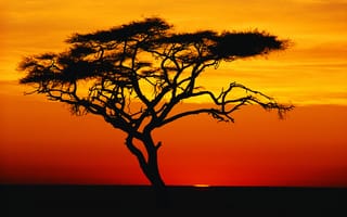Картинка закат, черный, красный, дерево, небо, африка, саванна