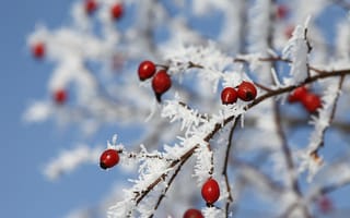 Обои макро, ветка, Зима, ягоды, красные, снег, изморозь