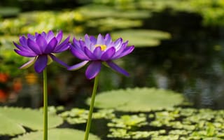 Картинка цветы, пруд, фиолетовый, лепестки, водяные лилии