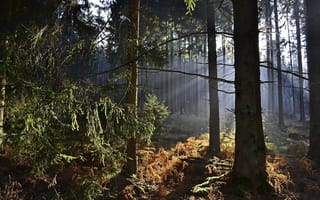 Картинка деревья, природаредактировать, туман, лес