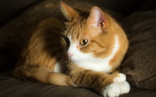 Картинка кот, рыжий, морда