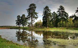 Картинка озеро, водоросли, отражение