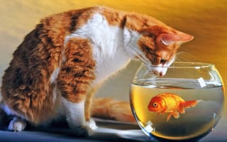 Картинка рыба, аквариум, кот