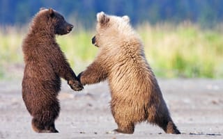 Картинка и ещё один медведь, друзья, медведь