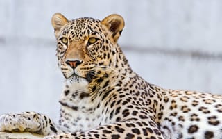 Картинка хищник, пятнистый леопард, взгляд