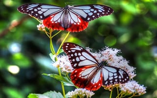 Картинка красивые, крылья, бабочки