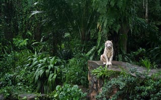 Картинка тропический лес, белый тигр, заросли