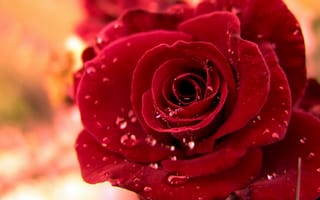 Картинка роза, красные, лепестки