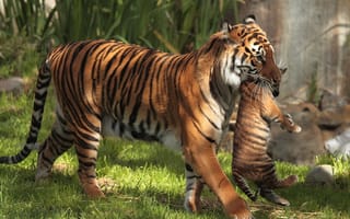 Картинка тигрица, мама, несет