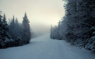 Картинка снег, зима, ели, туман