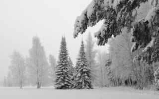 Картинка зимний лес, зима, елки, лиственница