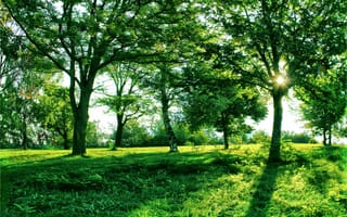 Картинка лето, березка, деревья, парк