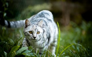 Картинка кот, подкрадывается, полосатый, серо-белый