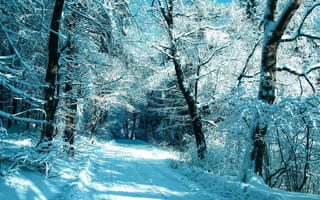 Обои зима, деревья, снег, дорога