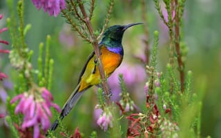 Картинка птица, разноцветная, растительность, нектарница