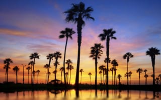 Картинка вода, закат, деревья, пальмы