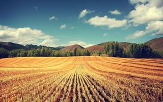 Картинка поле, пшеница, урожай, колосья