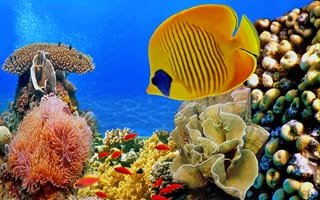 Картинка природа, рыбы, подводный мир, кораллы