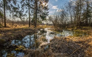 Картинка весна, вечер, солнце, болото