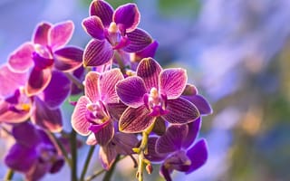 Картинка цветы, ветвь, орхидеи