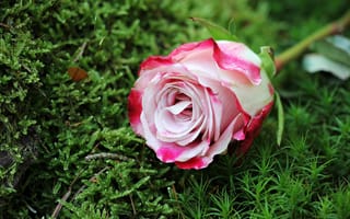Картинка розовая роза, трава, лепестки, близко, удивительная раскраска