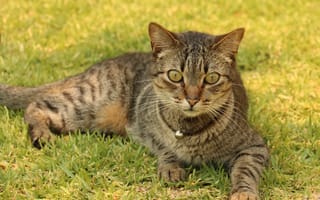 Картинка игривый кот, полосатый, газон, трава, лежать, ошейник, кошки