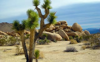 Картинка скалы, пейзажи, природа, штат Калифорния, кактусы, растения, национальный парк