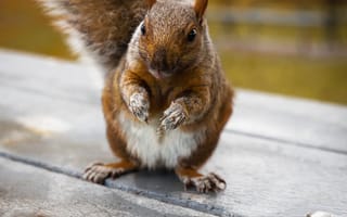 Картинка белка, фотография, боке, милый, грызун, пушистый