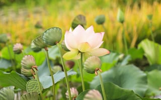Картинка Lotus, лотосы, цветок, цветы, водоём, красивые цветы, флора, водяная красавица, лотос, красивый цветок