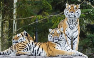 Картинка тигровые тигры, дикая кошка