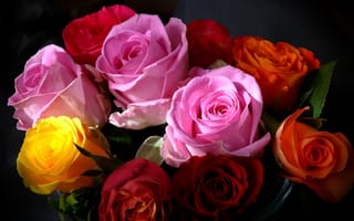 Обои роза, цветок, красочный, красивый, цветочный, флора, цветы, цвет, красивые, розы, оригинальный, цветочная композиция