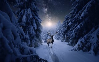 Картинка зима, олень, ели, ночь, лунный свет, искусство, пейзаж, деревья, сияние, снег