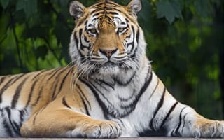 Картинка тигр тигры, поза, взгляд