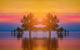 Картинка Силуэт дерева, море, закат, Силуэт дерева в море на фоне заката, панорама