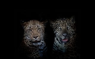Картинка Leopard, чёрный, портретное, большие кошки, Jaguar, животные, хищники, звери