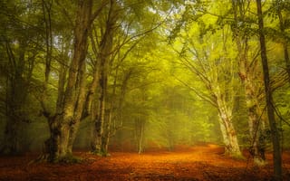 Картинка лес, туман, пейзаж, природа, осенние листья, деревья